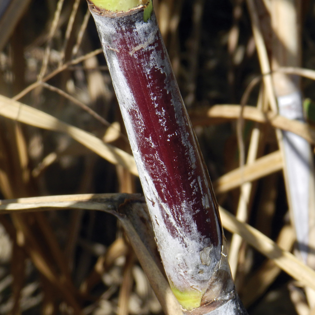 Distinguishing characteristics – Deep purple internodes when exposed to the sun; leaf blade is pubescent.